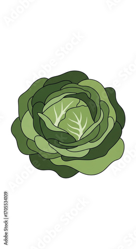 Green Cabbage Vegetable Healthy Food.