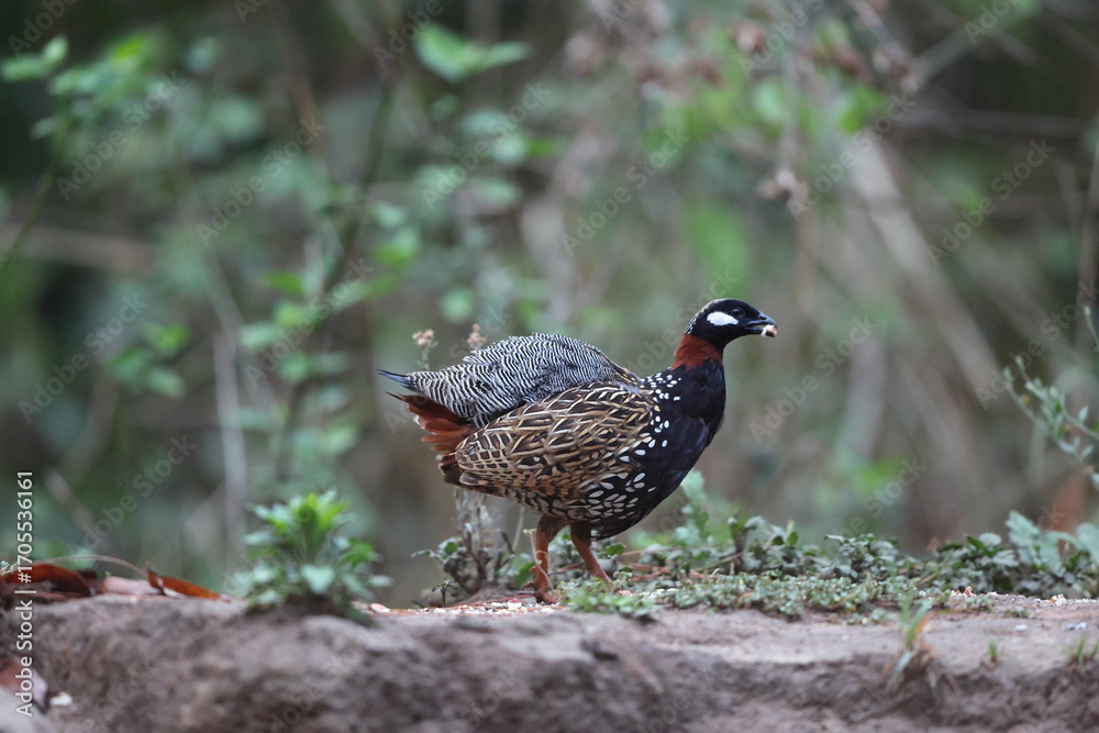 Fototapeta premium The black francolin (Francolinus francolinus asiae ) is a gamebird in the pheasant family Phasianidae of the order Galliformes. This photo was taken in North India.