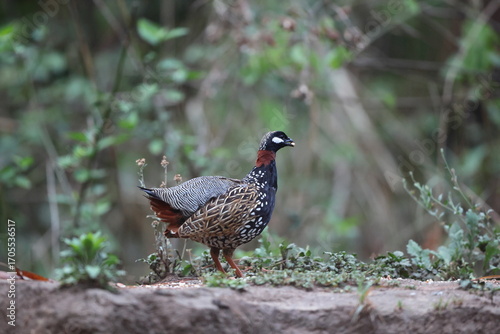 Photography The black francolin (Francolinus francolinus asiae ) is a gamebird in the pheasant family Phasianidae of the order Galliformes