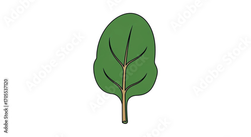 Green spinach leaf with stem illustration.