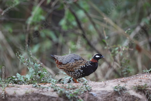 Photography The black francolin (Francolinus francolinus asiae ) is a gamebird in the pheasant family Phasianidae of the order Galliformes