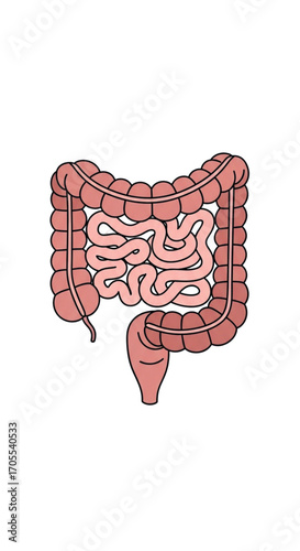 Human Digestive System Anatomy Illustration.