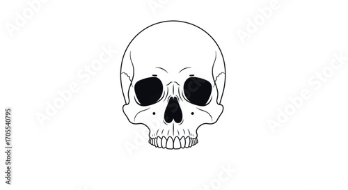 Human Skull Illustration Front View.