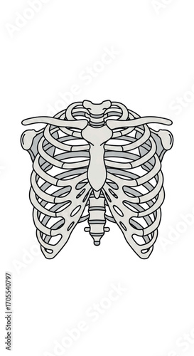 Human Rib Cage Anatomy Illustration.