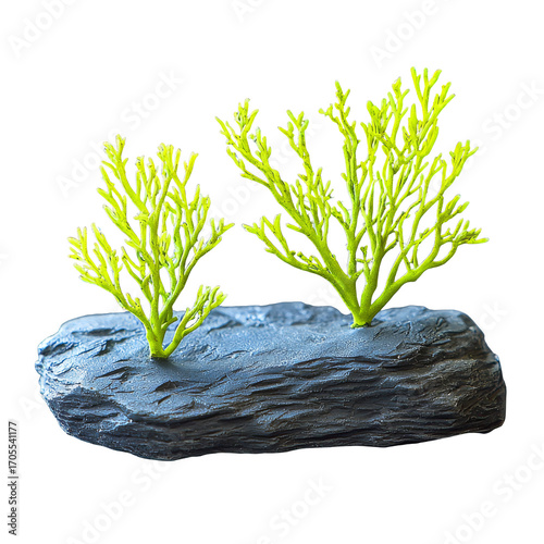 Vibrant green coral branches growing from dark textured rock, underwater mood and delicate structure