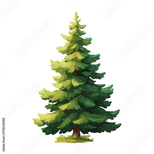 Evergreen pine tree illustration on white background