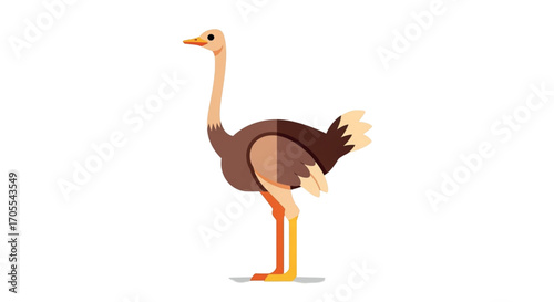 Illustration of an Ostrich standing on a white background.