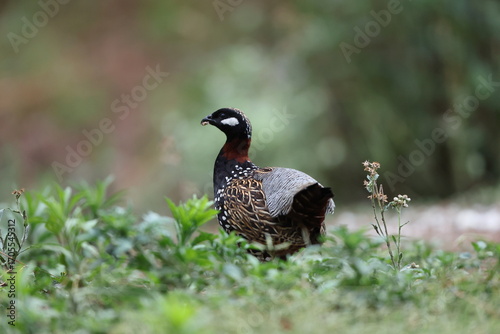Photography The black francolin (Francolinus francolinus asiae ) is a gamebird in the pheasant family Phasianidae of the order Galliformes