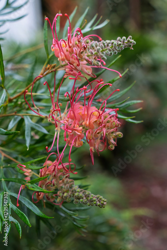 Wallpaper Mural Close-up of three grevillea banksia flowers in the garden. Queensland Australia Torontodigital.ca
