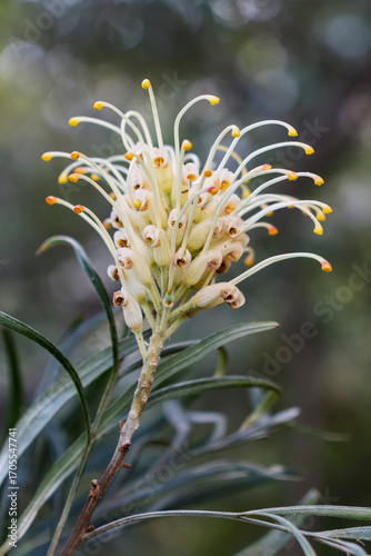 Wallpaper Mural Close-up of pale yellow grevillea banksii flower. Queensland, Australia Torontodigital.ca