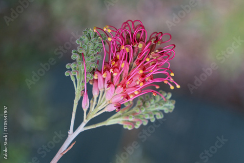 Wallpaper Mural Close-up of red grevillea flower and buds.  Torontodigital.ca