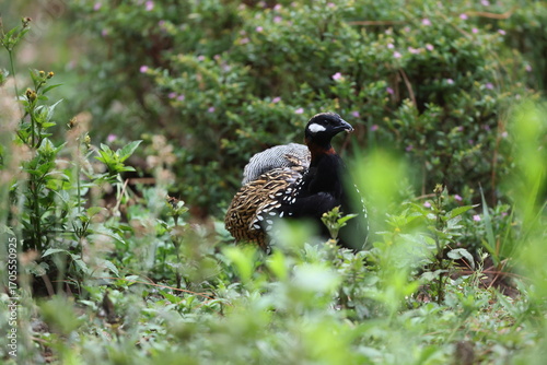 Canvas Print The black francolin (Francolinus francolinus asiae ) is a gamebird in the pheasant family Phasianidae of the order Galliformes