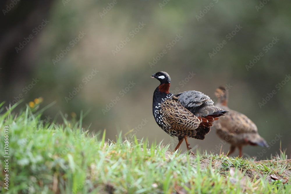 Φωτογραφία The black francolin (Francolinus francolinus asiae ) is a gamebird in the pheasant family Phasianidae of the order Galliformes