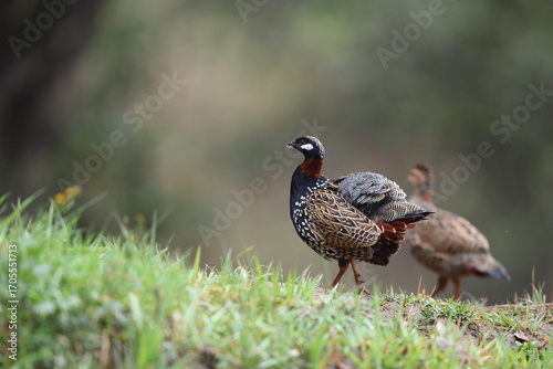 The black francolin (Francolinus francolinus asiae ) is a gamebird in the pheasant family Phasianidae of the order Galliformes. This photo was taken in North India.
