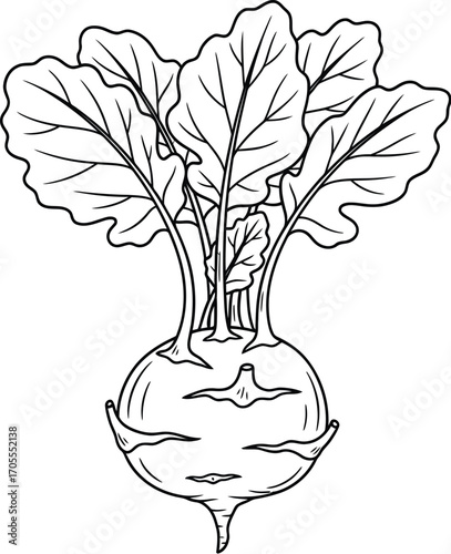 Simple line drawing of a fresh kohlrabi vegetable with leafy green tops