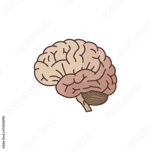 human brain anatomy a medical diagram detailing brain structure cerebrum  cerebellum showing the human nervous system and brain functions.