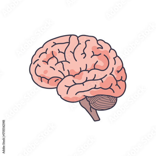 human brain illustration detailed anatomical view of the cerebrum cerebellum showcasing structure for educational materials  scientific content