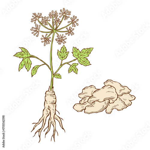 Korean Angelica Root and Slices Illustration