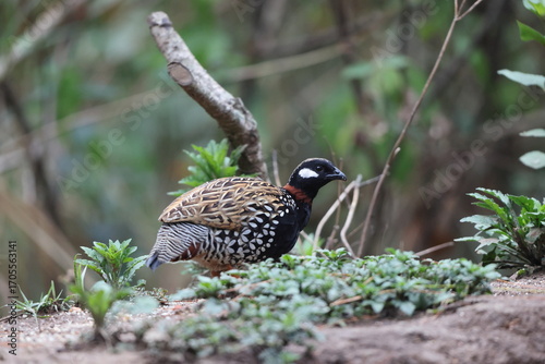 Photography The black francolin (Francolinus francolinus asiae ) is a gamebird in the pheasant family Phasianidae of the order Galliformes