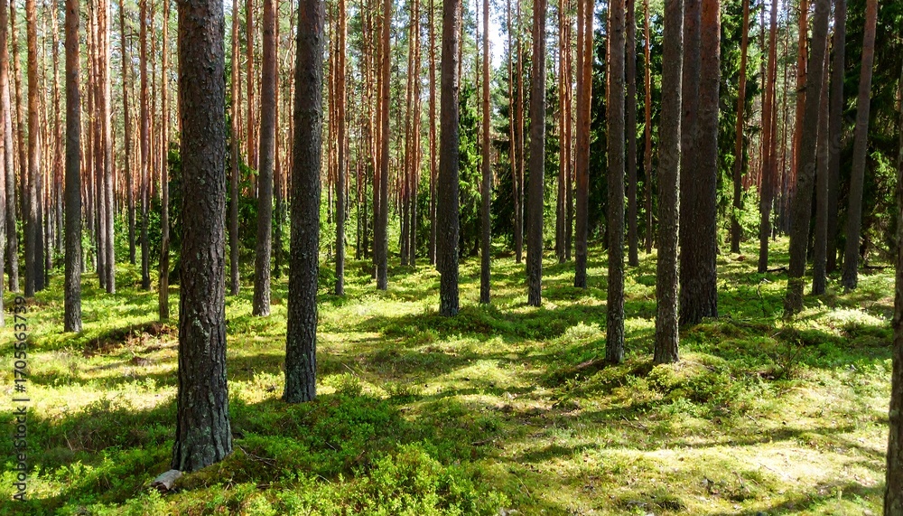 Naklejka premium Pine forest floor dappled sunlight