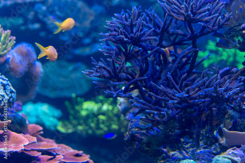 Vibrant underwater world teeming with colorful fish and exquisite coral formations in a lively marine ecosystem