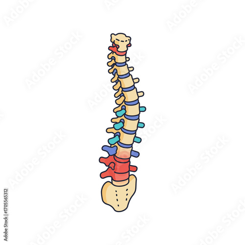 Spinal cord illustration showing vertebral column anatomy for education presenting human spine structure for medical study and health concept display.