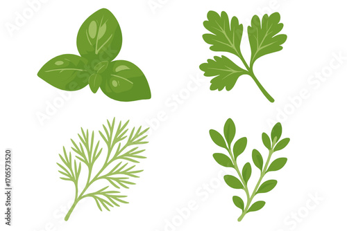 Collection of fresh green culinary herbs including basil, parsley, dill, and thyme for cooking and seasoning
