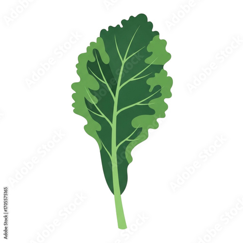 Single green kale leaf with stem illustration.