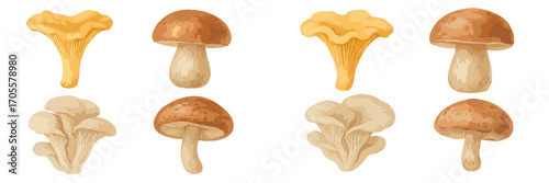 Collection of assorted edible mushrooms, including chanterelle, porcini, and oyster varieties, rendered in watercolor style