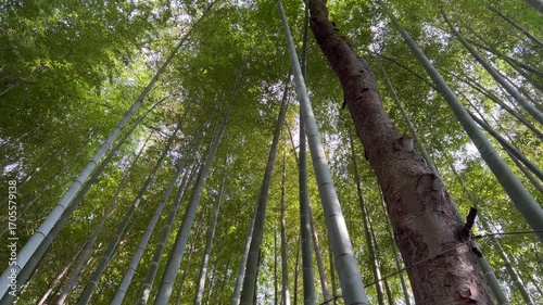 荘厳な雰囲気の竹林と木漏れ日