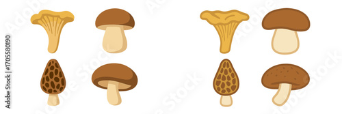 Assortment of popular edible wild mushrooms including chanterelle, porcini, and morel fungi for culinary and nature themes