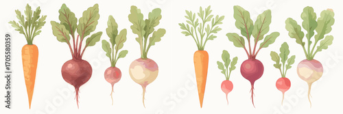 Fresh organic root vegetables with green leaves including carrots, beets, radishes, and turnips on white background