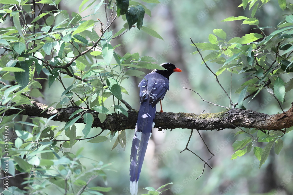 Φωτογραφία The red-billed blue magpie (Urocissa erythroryncha occipitalis) is a species of bird (magpie) in the crow family, Corvidae