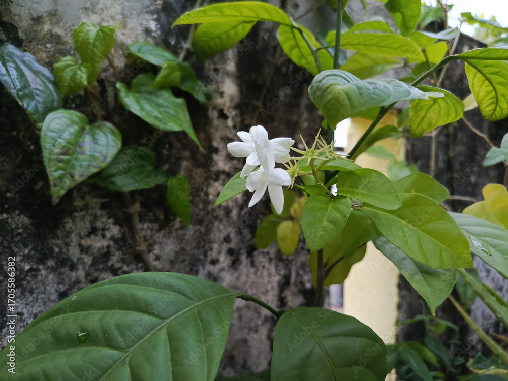 Obraz premium Delicate White Jasmine Blossoms and Lush Leaves Against a Dark, Textured Wall