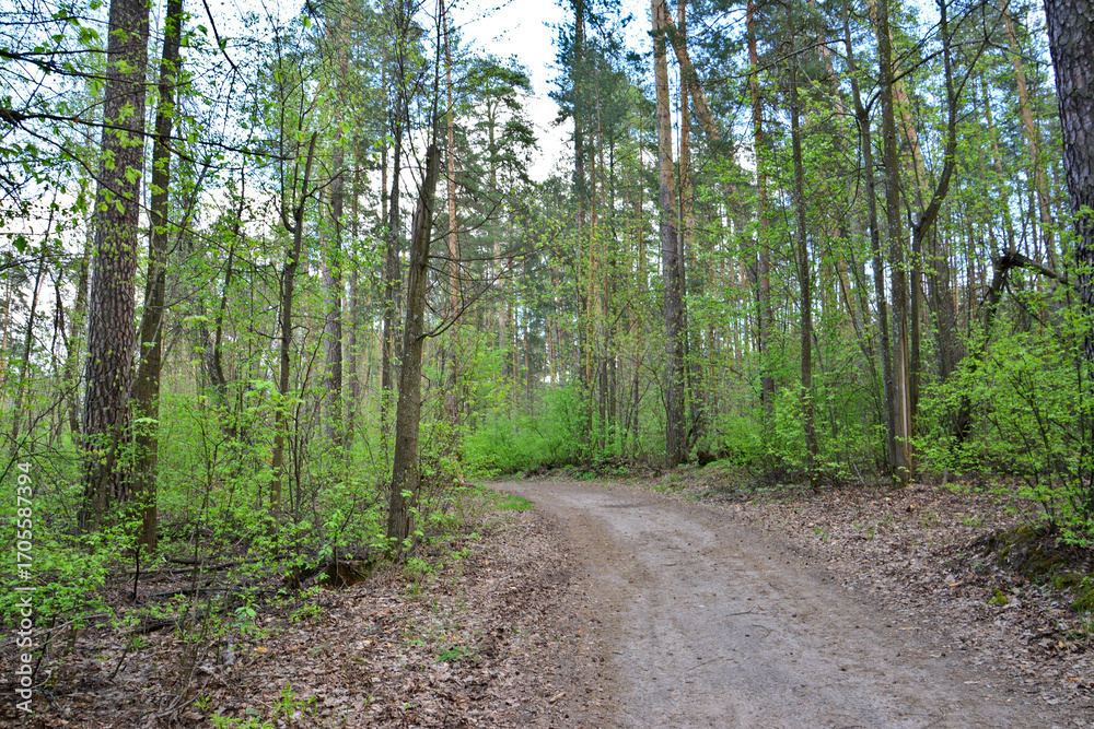 Fototapeta premium Forest Path A Dirt Road through a Lush Green Woodland