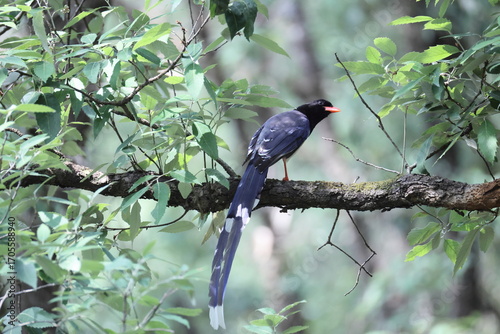 Photography The red-billed blue magpie (Urocissa erythroryncha occipitalis) is a species of bird (magpie) in the crow family, Corvidae