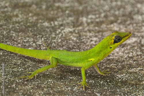 St Vincent Bush Anole (Anolis trinitatis), a lizard found on St Vincent and the Grenadines, West Indies. It is endemic to the island of Saint Vincent, and has been introduced to Trinidad.