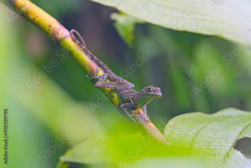St Vincent Tree Anole (Anolis griseus), a lizard found on St Vincent and the Grenadines, West Indies. It is endemic to the island of Saint Vincent.