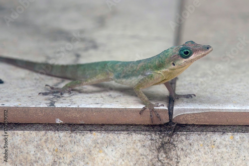 Grenada Bush Anole, (Anolis Aeneas), a lizard found on Grenada, West Indies.