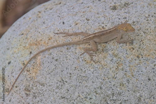 Grenada Tree Anole, (Anolis richardii), a lizard found on Grenada, West Indies.