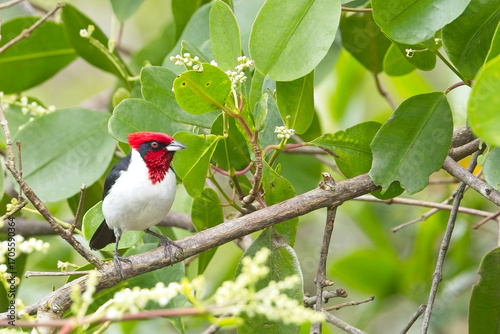 Masked Cardinal (Paroaria nigrogenis), adult perched in a tree in the mangrove swamp of the Caroni Bird Sanctuary, Trinidad and Tobago, West Indies.
