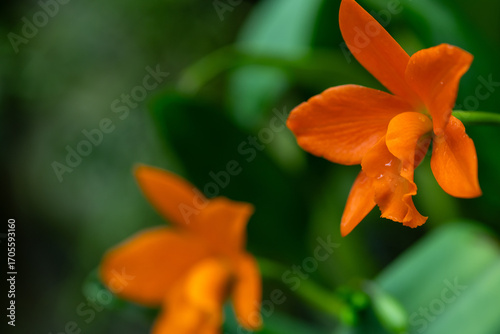 A photo of a beautiful orange orchid hybrid, known as Sophrolaeliocattleya Latin name Aloha Jewel