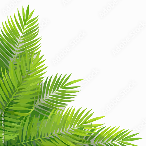 Green Palm Leaves on White Background