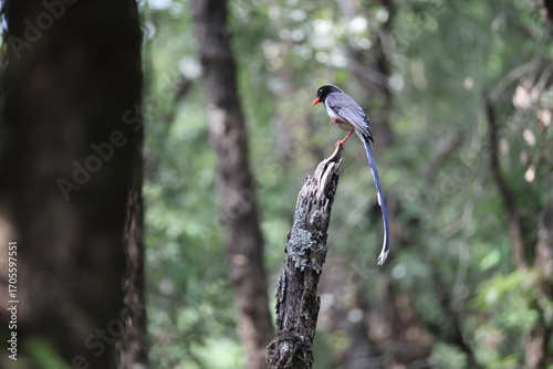 Photography The red-billed blue magpie (Urocissa erythroryncha occipitalis) is a species of bird (magpie) in the crow family, Corvidae