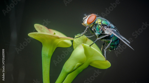 Green bottle fly exploring delicate green flowers