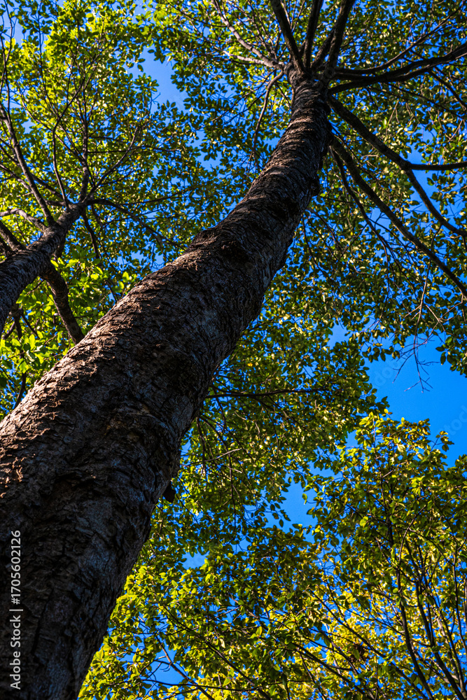 Fototapeta premium Green tree leaf forest uprisen agiant blue sky sunshine