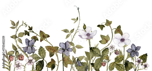 watercolor drawing wild flowers and plants at white background, floral border, hand drawn botanical illustration