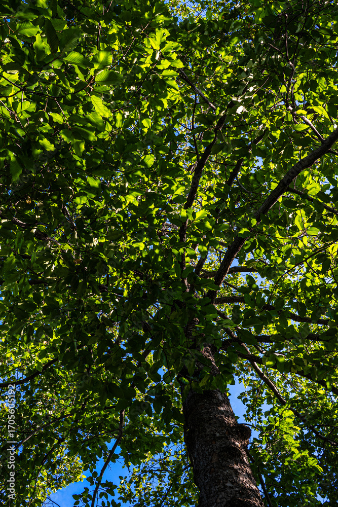 Fototapeta premium Green tree leaf forest uprisen agiant blue sky sunshine