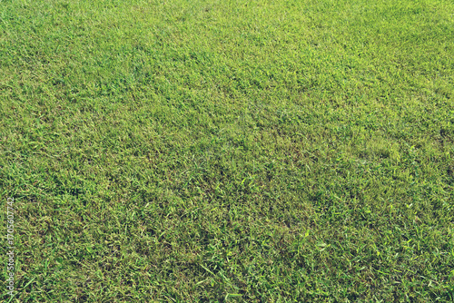 잔디 텍스쳐 질감 grass