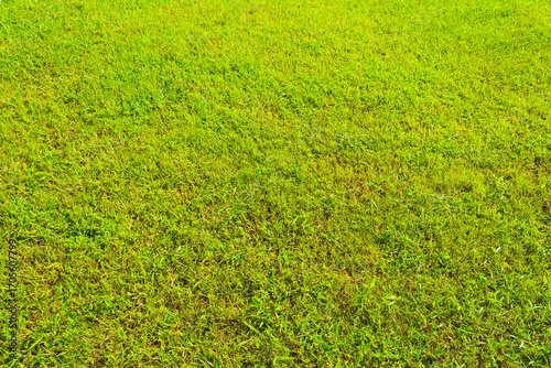 잔디 텍스쳐 질감 grass